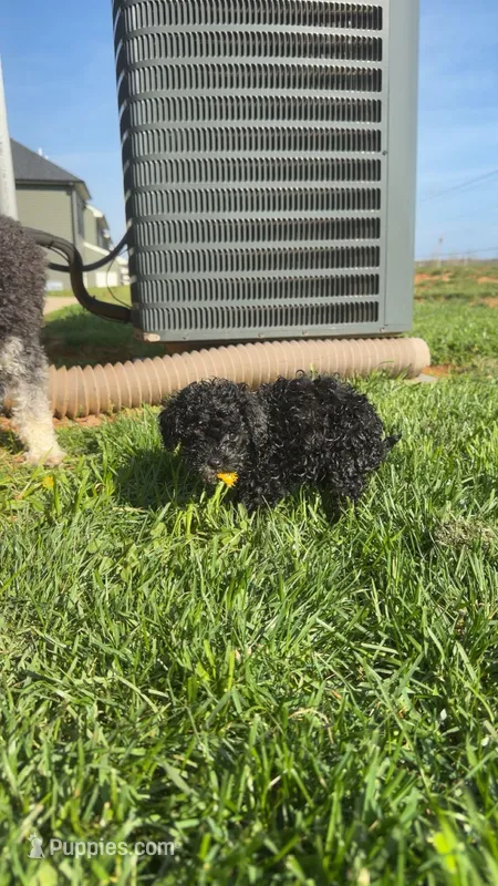 Luna, a female Cavapoo for sale in Lynchburg, VA – Photo 1 of 3