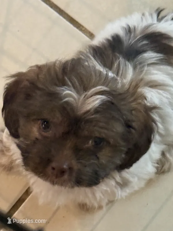 Lola – Shihpoo puppy for sale in Denton, TX