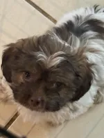 Lola, a female Shihpoo for sale in Denton, TX – 1 of 1