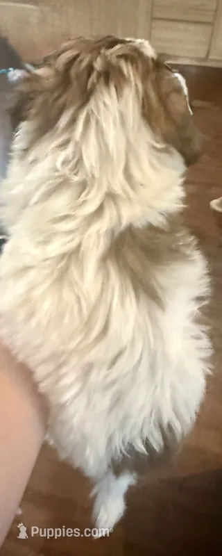 Luna – Shihpoo puppy for sale in Denton, TX