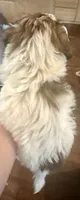 Luna, a female Shihpoo for sale in Denton, TX – 1 of 2