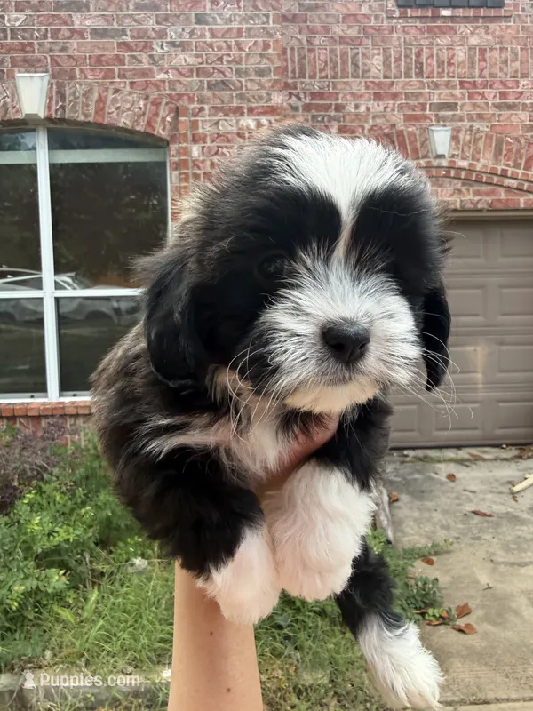 Tatiana – Shihpoo puppy for sale in Denton, TX