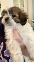 Luna, a female Shihpoo for sale in Denton, TX – 2 of 2