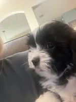 Tatiana, a female Shihpoo for sale in Denton, TX – 2 of 2