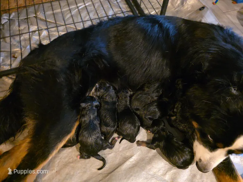 Liter – Bernese Mountain Dog, Rottweiler puppy for sale in Mansfield, OH