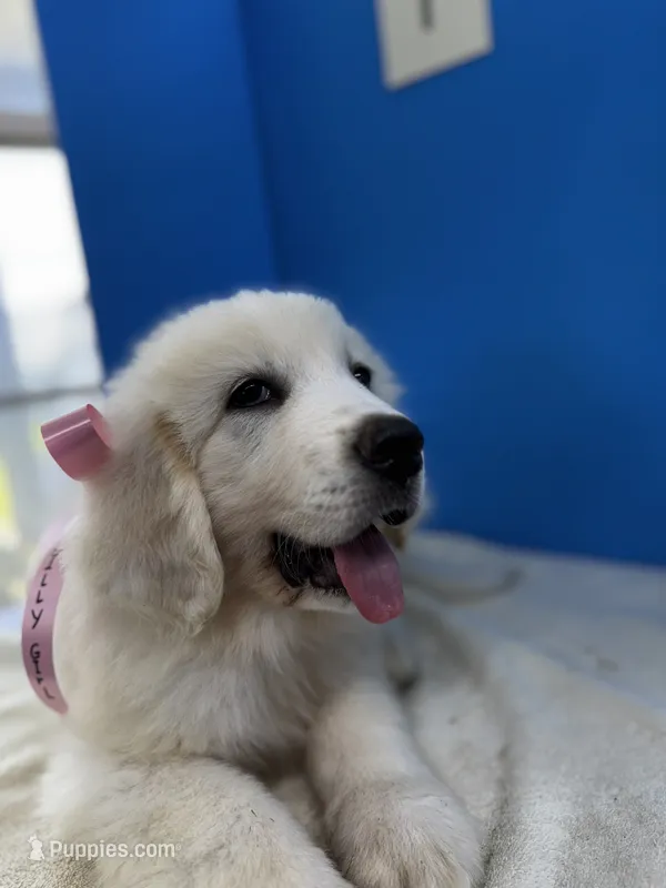 Lilly Girl – Great Pyrenees puppy for sale in Dexter, MO