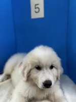 Lady, a female Great Pyrenees for sale in Dexter, MO – 2 of 10
