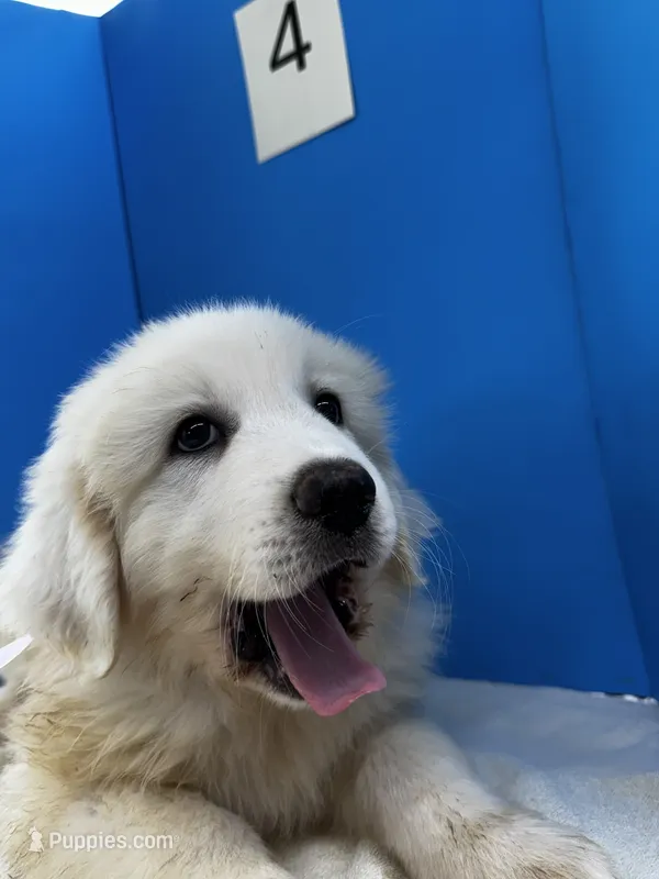 Katy – Great Pyrenees puppy for sale in Dexter, MO
