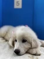 Lady, a female Great Pyrenees for sale in Dexter, MO – 6 of 10