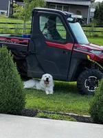 Jethro  , a male Great Pyrenees for sale in Dexter, MO – 2 of 3