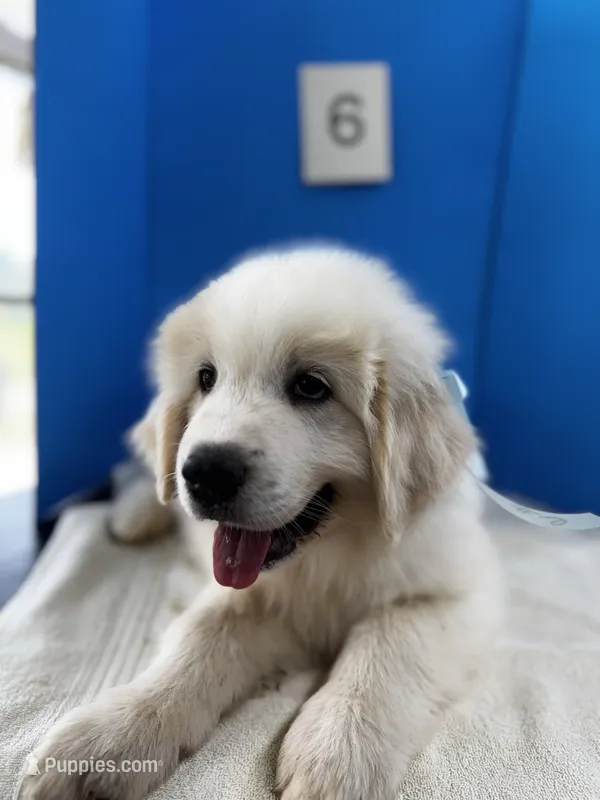 Geronimo – Great Pyrenees puppy for sale in Dexter, MO