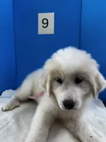 Suzie Q, a female Great Pyrenees for sale in Dexter, MO – 4 of 10