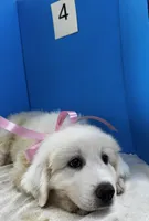 Katy, a female Great Pyrenees for sale in Dexter, MO – 5 of 10