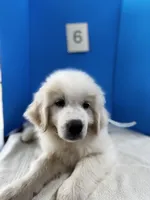 Millie, a female Great Pyrenees for sale in Dexter, MO – 7 of 10