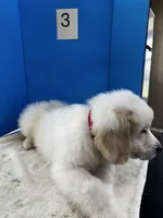 Jethro Jr, a male Great Pyrenees for sale in Dexter, MO – 10 of 10