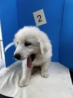 Barney, a male Great Pyrenees for sale in Dexter, MO – 9 of 10