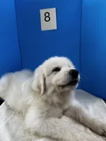 Rodney, a male Great Pyrenees for sale in Dexter, MO – 5 of 10
