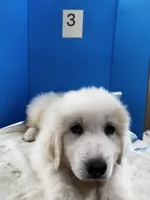 Jethro Jr, a male Great Pyrenees for sale in Dexter, MO – 5 of 10