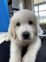 Jethro Jr, a male Great Pyrenees for sale in Dexter, MO – 2 of 10