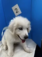 Barney, a male Great Pyrenees for sale in Dexter, MO – 4 of 10