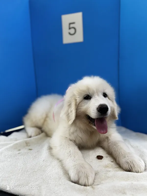 Lady – Great Pyrenees puppy for sale in Dexter, MO