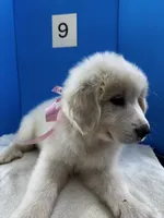 Suzie Q, a female Great Pyrenees for sale in Dexter, MO – 10 of 10