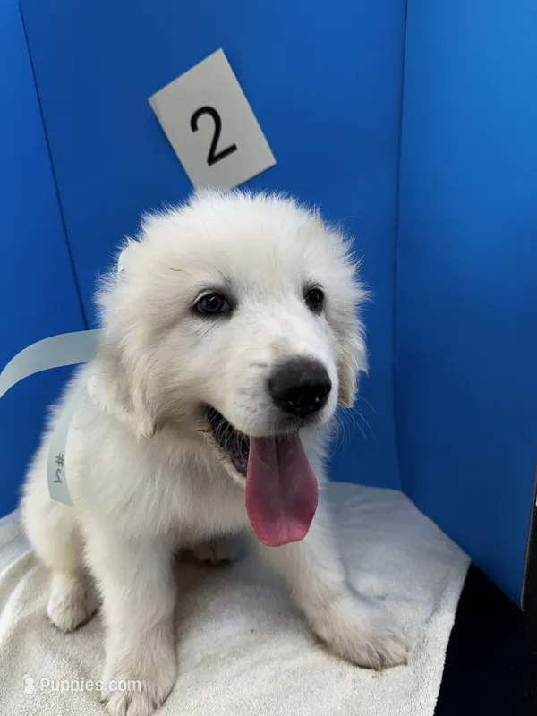 Barney – Great Pyrenees puppy for sale in Dexter, MO
