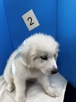Barney, a male Great Pyrenees for sale in Dexter, MO – 6 of 10