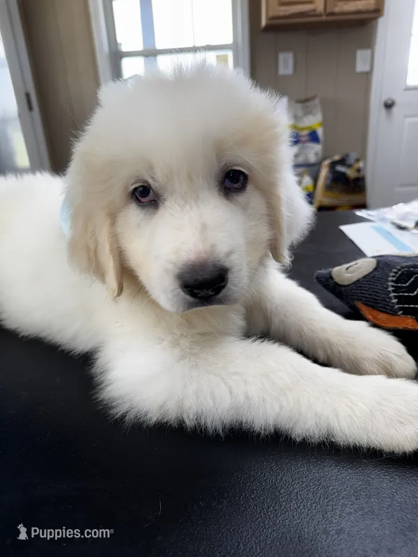 Jethro Jr – Great Pyrenees puppy for sale in Dexter, MO