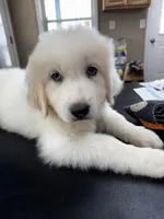 Jethro Jr, a male Great Pyrenees for sale in Dexter, MO – 1 of 10