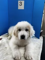 Jethro Jr, a male Great Pyrenees for sale in Dexter, MO – 4 of 10