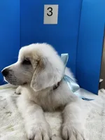 Jethro Jr, a male Great Pyrenees for sale in Dexter, MO – 6 of 10