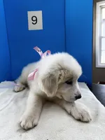 Suzie Q, a female Great Pyrenees for sale in Dexter, MO – 8 of 10