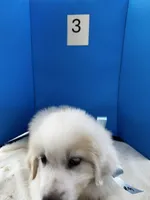 Jethro Jr, a male Great Pyrenees for sale in Dexter, MO – 7 of 10