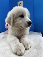 Suzie Q, a female Great Pyrenees for sale in Dexter, MO – 6 of 10