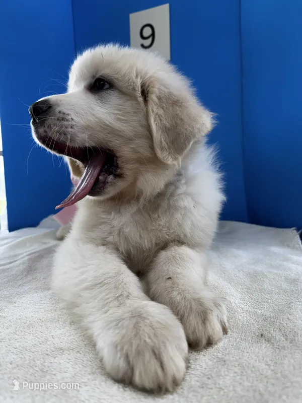 Suzie Q – Great Pyrenees puppy for sale in Dexter, MO