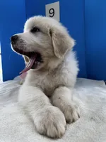 Suzie Q, a female Great Pyrenees for sale in Dexter, MO – 1 of 10