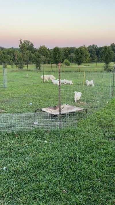 Lady, a female Great Pyrenees for sale in Dexter, MO – 4 of 10