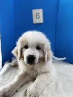 Geronimo, a male Great Pyrenees for sale in Dexter, MO – 8 of 10