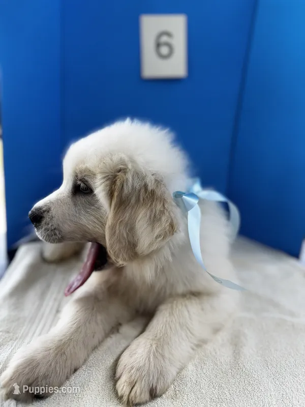 Millie – Great Pyrenees puppy for sale in Dexter, MO