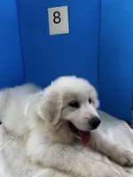Rodney, a male Great Pyrenees for sale in Dexter, MO – 4 of 10