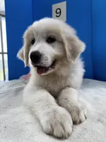 Suzie Q, a female Great Pyrenees for sale in Dexter, MO – 5 of 10