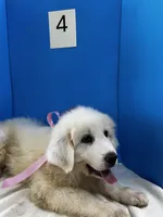 Katy, a female Great Pyrenees for sale in Dexter, MO – 9 of 10