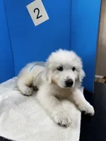Barney, a male Great Pyrenees for sale in Dexter, MO – 10 of 10