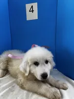 Katy, a female Great Pyrenees for sale in Dexter, MO – 10 of 10