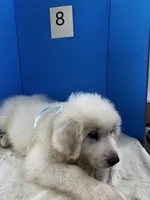Rodney, a male Great Pyrenees for sale in Dexter, MO – 8 of 10
