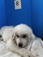 Rodney, a male Great Pyrenees for sale in Dexter, MO – 9 of 10
