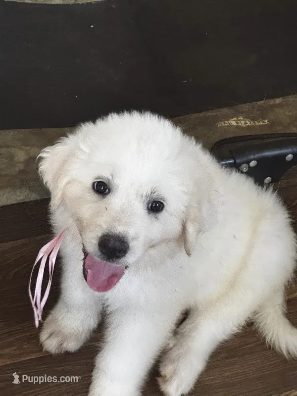 Lilly Girl – Great Pyrenees puppy for sale in Dexter, MO