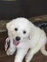 Lilly Girl, a female Great Pyrenees for sale in Dexter, MO – 1 of 1