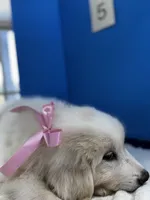 Lady, a female Great Pyrenees for sale in Dexter, MO – 3 of 10